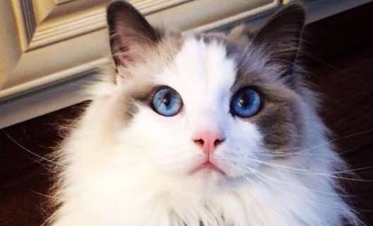 布偶猫几度觉得冷?该如何照顾 布偶猫几度觉得冷?该如何照顾