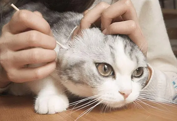 猫咪耳螨耳螨怎么办 猫咪耳螨耳螨怎么办