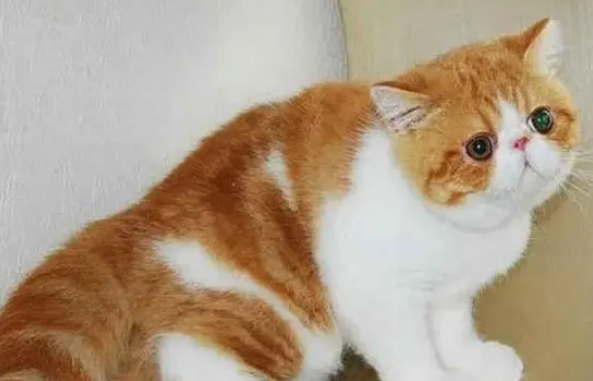 猫为什么不爱闻牙膏？原因在这里！