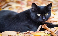 全黑的猫为什么不能养?说了你别不信