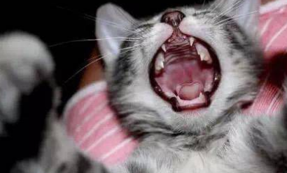 猫身上怎么会有狂犬病？主人来看看吧