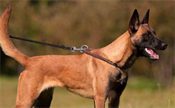 怎么挑选马犬幼犬