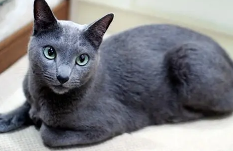 养科拉特猫之前要准备什么?主人要知道 养科拉特猫之前要准备什么?主人要知道