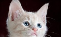 猫不养双什么意思呢？可以来看看哦~