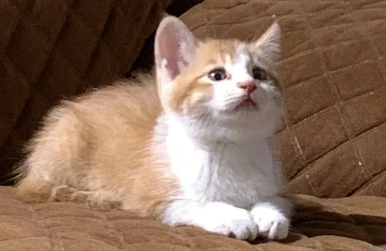 田园猫是土猫吗 田园猫是土猫吗