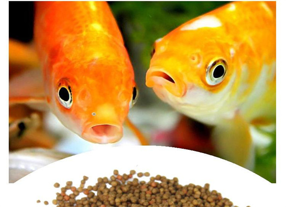 鱼粮喂多少合适-宠物网