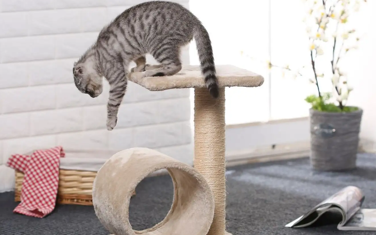 猫会喜欢猫爬架吗