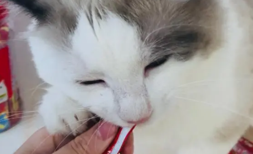 猫条可以天天喂吗