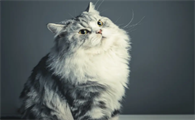 怎么刺激猫排尿？不清楚的来了解下吧
