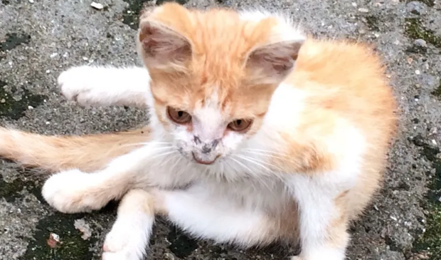 流浪猫为什么不吃饭？看你清不清楚。