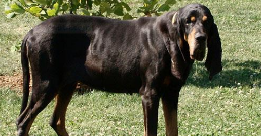 黑褐猎浣熊犬便秘怎么办?怎样才可以改善? 黑褐猎浣熊犬便秘怎么办?怎样才可以改善?