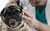 巴哥犬耳朵怎么清理？主人一定要知道