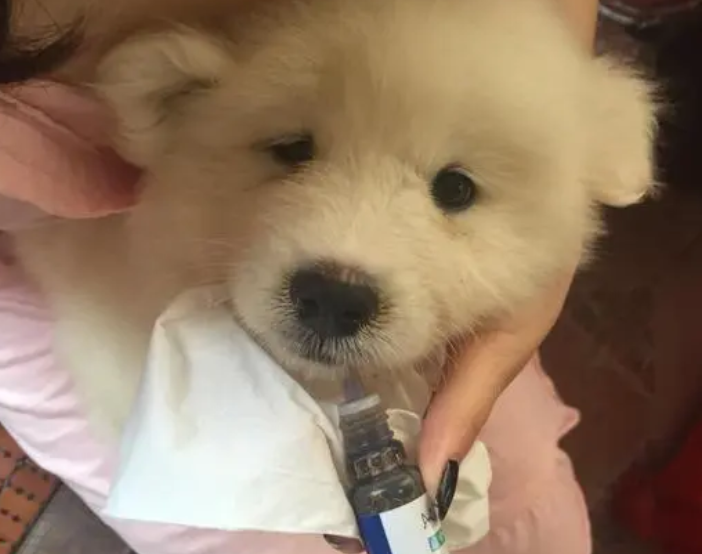 三个月的小狗感冒吃什么药