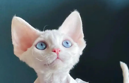 德文卷毛猫得了垂体肿瘤怎么办？来看看吧