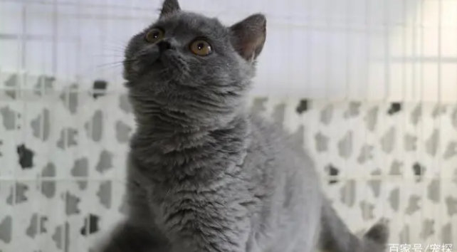 蓝猫认第二个主人吗