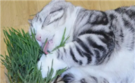 猫咪爱吃猫草吗