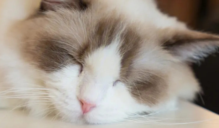猫冬天睡猫窝会不会冷?你知道吗? 猫冬天睡猫窝会不会冷?你知道吗?