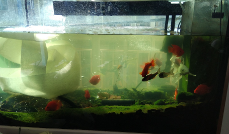 鱼缸的水浑浊怎么处理
