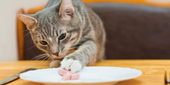 小猫不吃东西怎么办？这几招你得学一下