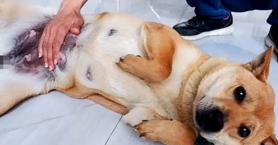 狗第一次会自己生产吗？需要主人帮忙吗？