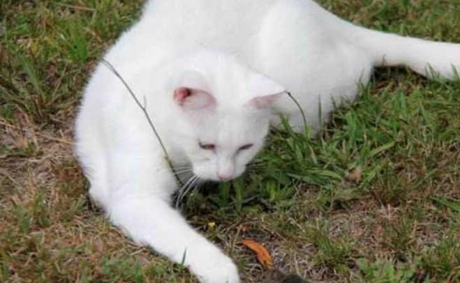 梦境迷雾，解析梦见猫咬自己的睾丸的深层含义