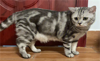 你们说，猫的肋骨鼓起来了是什么原因？
