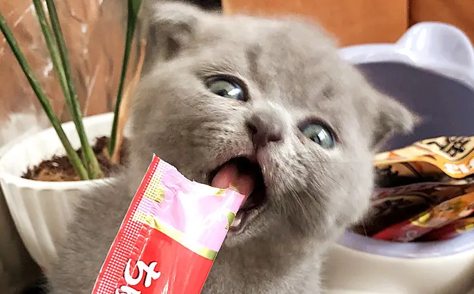 猫条品牌排行榜