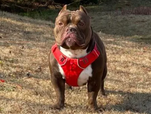 美国恶霸犬的优缺点