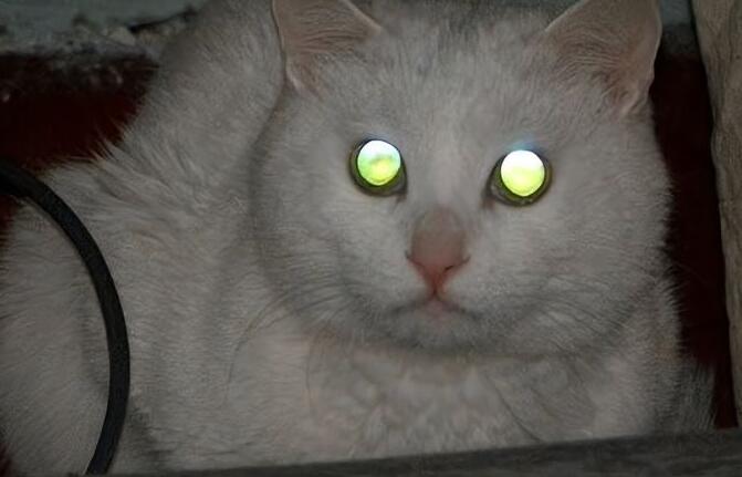 猫的眼睛为什么会变图片