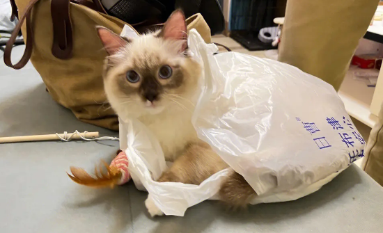 小猫为什么老是爱舔塑料袋?原因出乎意料 小猫为什么老是爱舔塑料袋?原因出乎意料