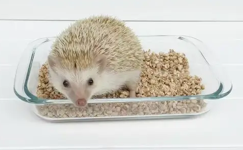 刺猬能吃仓鼠粮吗 刺猬能吃仓鼠粮吗