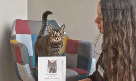 怀孕猫妈“入职”公司，上班首日就休产假，独占会议室超霸道
