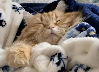 猫咪可以坐高铁吗？这篇文章有答案！