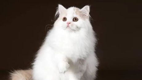 高地猫一般多少钱