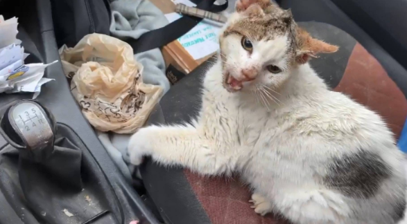流浪猫赖门口不离开,获救后露出软肋,原来..... 流浪猫赖门口不离开,获救后露出软肋,原来.....