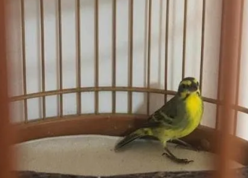 金青鸟什么季节换毛?你们想知道吗? 金青鸟什么季节换毛?你们想知道吗?
