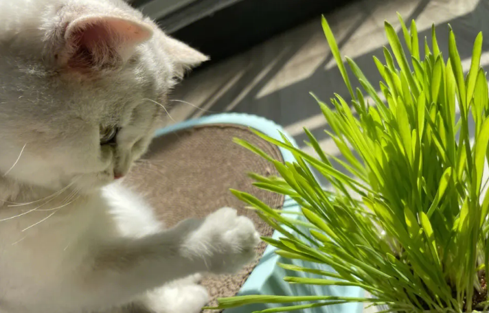 哪些植物是猫草