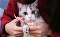 猫咪剪指甲好吗
