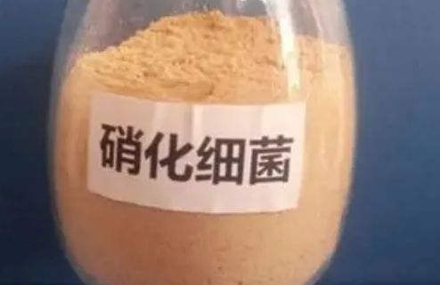 硝化细菌在哪里有