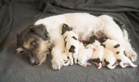 一孕傻三年！狗子首次当妈，就闹出天大的笑话：生无可恋了