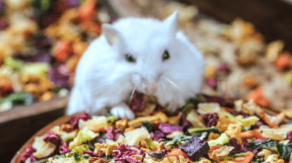 仓鼠能不能吃猫条 仓鼠能不能吃猫条