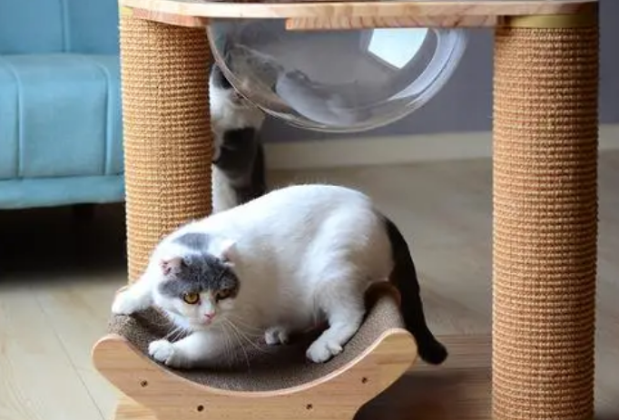 猫为什么喜欢抓猫抓板 猫为什么喜欢抓猫抓板