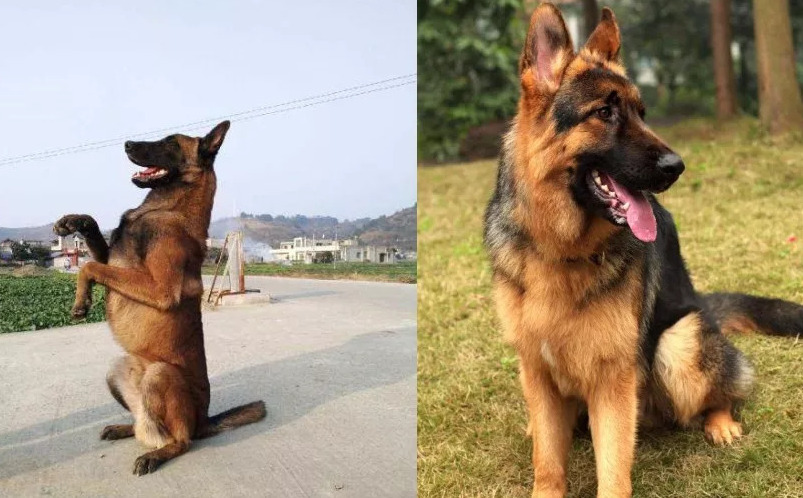 为什么德牧打不过马犬,还是身体素质问题 为什么德牧打不过马犬,还是身体素质问题