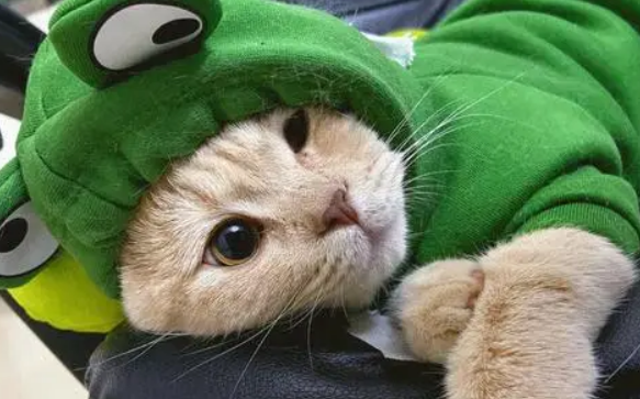 小猫为什么总爱嘬人衣服？看这里