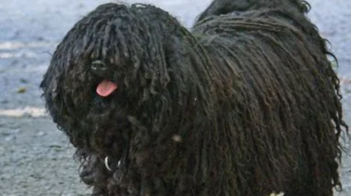 可蒙犬为什么禁养？原因居然是？