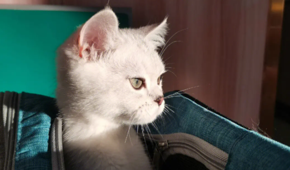 猫为什么喜欢团成球睡觉?一文告诉你! 猫为什么喜欢团成球睡觉?一文告诉你!