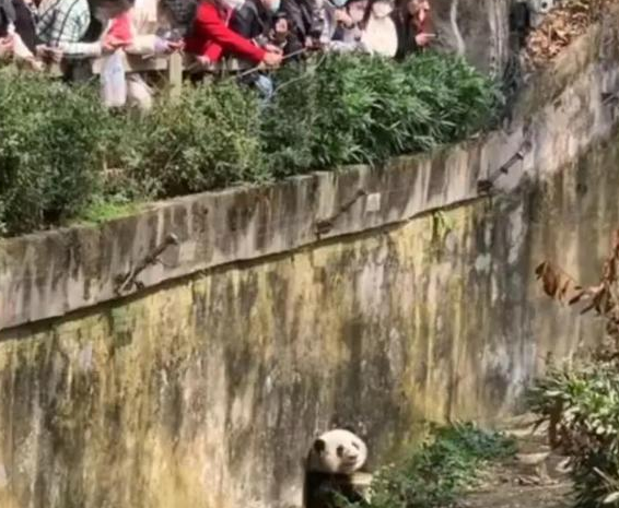 熊猫圈顶流“女明星”花花,一出场简直萌翻众人! 熊猫圈顶流“女明星”花花,一出场简直萌翻众人!