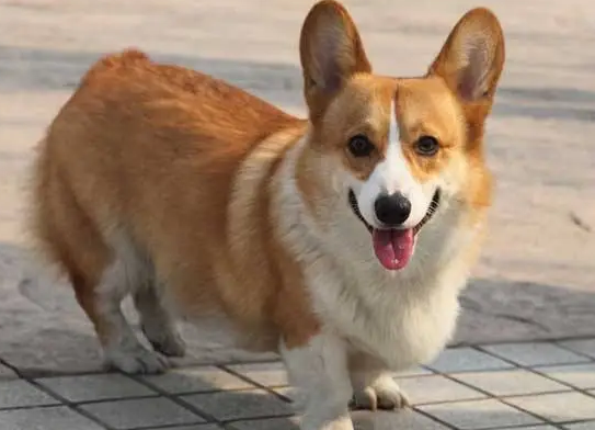 你们说，纯种柯基犬价格多少钱一只？