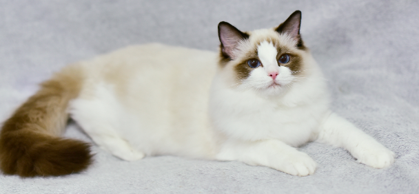 养猫不要养下面5种猫，原因如下