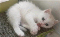 小奶猫为什么一直舔自己?原因很简单